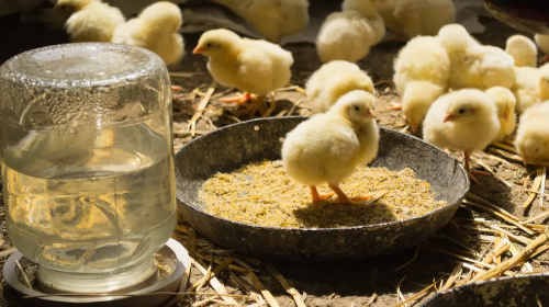 A Comprehensive Guide to Making Day-Old Chicks Feed: Step-by-Step Instructions for a 50kg Bag
